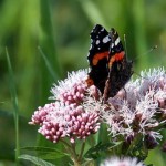 IMGQ1929a Red Admiral