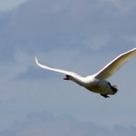 IMGQ4267c Swan takes off