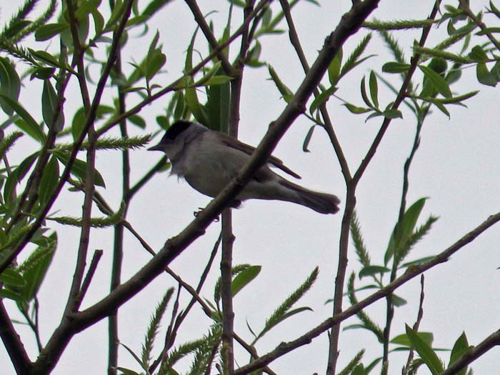 Blackcap which sang to us